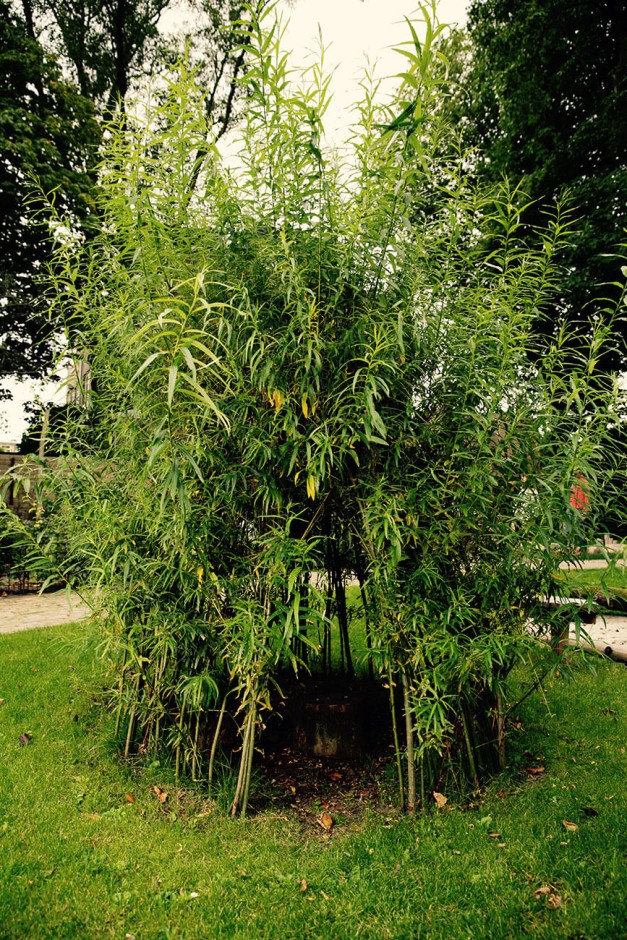 bamboo natuurspeeltuin
